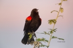 Agelaius-phoeniceus;Blackbird;One;Red-winged-Blackbird;Sunrise;avifauna;bird;bir